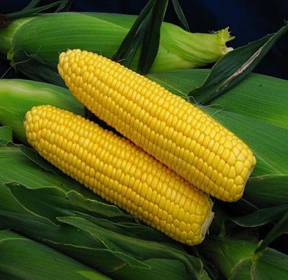 Seminte porumb zaharat Spirit F1 (5000 seminte)