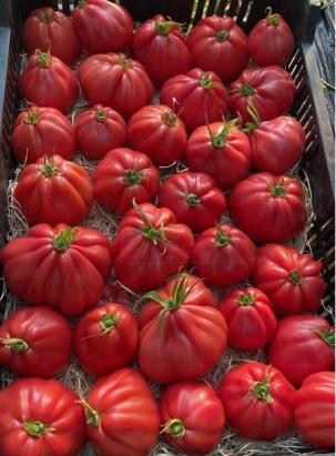 Seminte tomate Mamipink F1 (100 seminte)