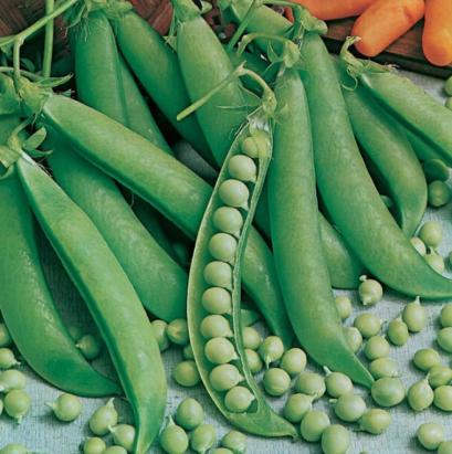 Seminte mazare de gradina Kelvedon 1 kg