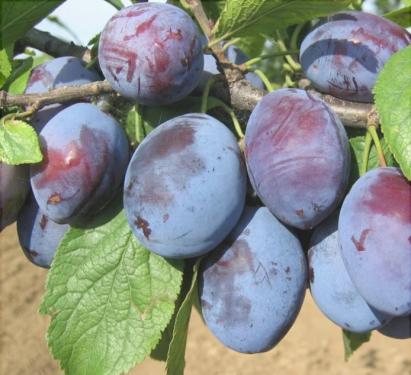 Pomi fructiferi Prun Cacanska Lepotica