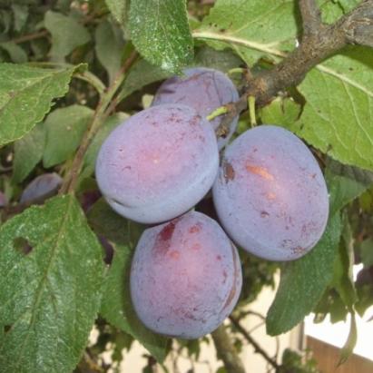 Pomi fructiferi Prun Anna Spath