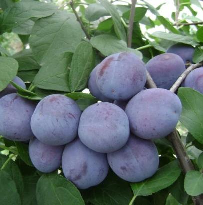 Pomi fructiferi Prun Centenar