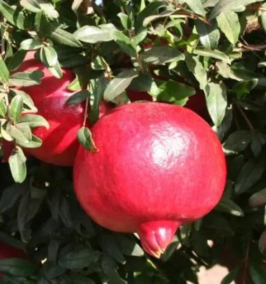 Pomi fructiferi Rodie Melogrande