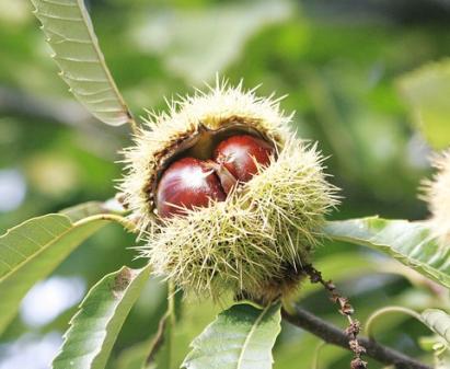 Pomi fructiferi Castan Comestibil Iza