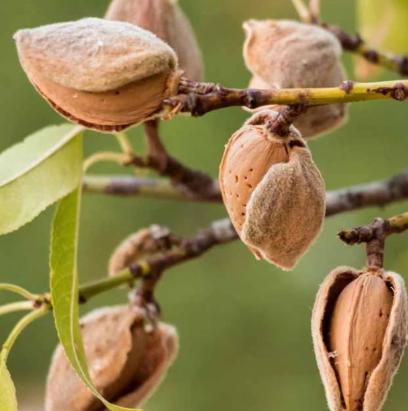 Pomi fructiferi Migdal Productiv de Tetenyi