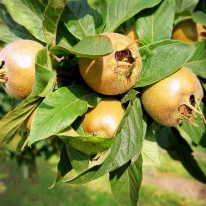 Pomi fructiferi Mosmon Urias de Olanda