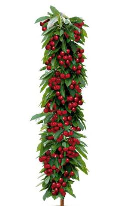 Pomi fructiferi Visin Columnar
