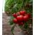 Seminte tomate Big Beef Plus F1 500 sem