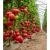 Seminte tomate Big Beef Plus F1 500 sem