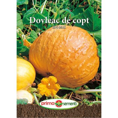 Seminte dovleac de copt Big Max 3 gr