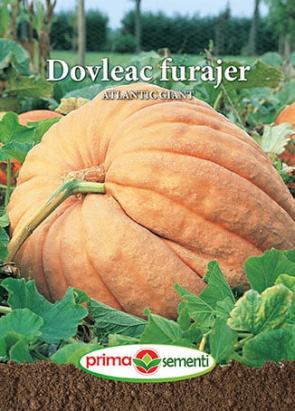 Seminte dovleac furajer Atlantic Giant 1 gr