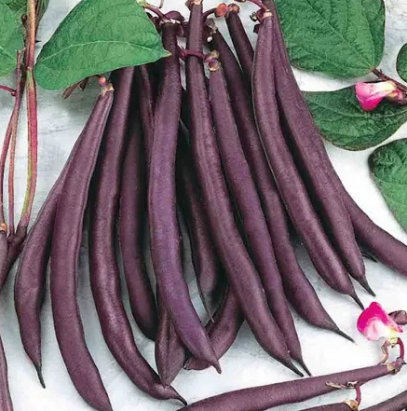 Seminte fasole fideluta urcatoare Trionfo Violetto 10 gr