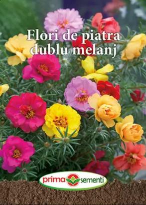 Seminte flori de piatra