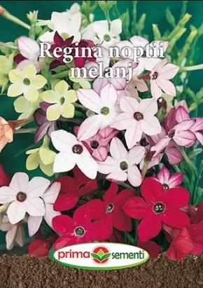 Seminte flori regina noptii