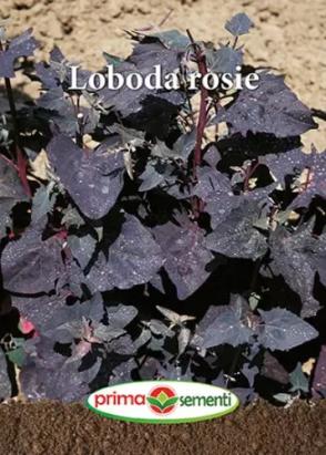 Seminte loboda rosie 1 gr
