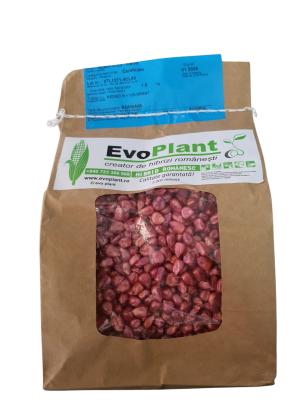 Seminte porumb EVO 4020 FAO 400 ambalaj (5000 seminte)