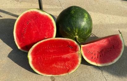 Seminte pepene verde Sinfonia F1 (500 seminte)