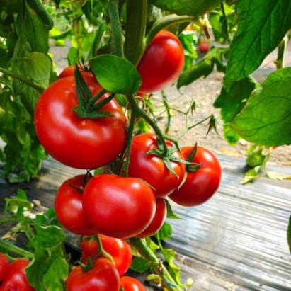 Seminte tomate Pachamama F1 (500 seminte)