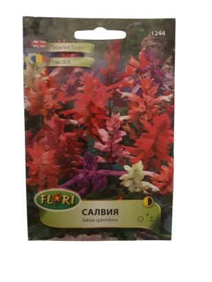 Seminte flori Salvia mix/ Salvia splendens mix (45 seminte)