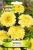Seminte flori Craite albe/ Tagetes erecta nana 0,1 gr