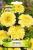 Seminte flori Craite albe/ Tagetes erecta nana 0,1 gr