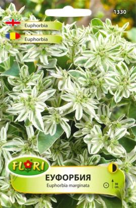 Seminte flori Euphorbia/ Euphorbia marginata 0,8 gr