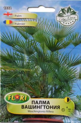 Seminte flori Palmier Washington/ Washingtonia filifera 1 gr
