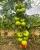 Seminte tomate Miko F1 500 sem