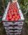 Seminte tomate Miko F1 500 sem