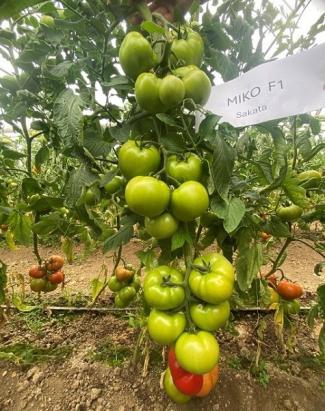 Seminte tomate Miko F1 500 sem