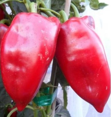 Seminte ardei kapia Laba de Urs 50 g