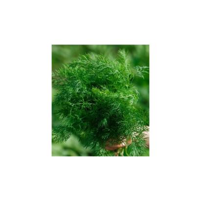Seminte Marar Silvia 500 gr