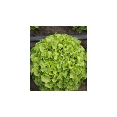 Salata KIDOW RZ 1000 SEM drajate