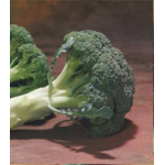 Seminte broccoli Chevalier F1 1000 sem