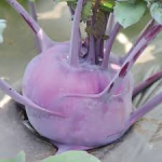 Seminte gulioare mov Delicacy Purple PPZ 10 GR