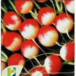 Seminte ridichi rosii cu varf alb Gaudry PPZ 50 GR
