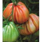 Seminte tomate Arawak F1 500 sem