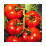 Seminte tomate Izmir F1 500 sem