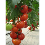 Seminte tomate Matissimo F1 100 sem
