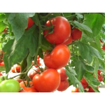 Seminte tomate Matissimo F1 500 sem