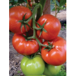Seminte tomate Panekra F1 500 sem
