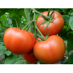 Seminte tomate Sandoline F1 500 sem