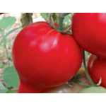Seminte tomate extratimpurii Pekonet F1 500 sem