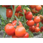Seminte tomate extratimpurii Qualitet F1 500 sem