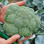 Seminte broccoli Belstar F1 1000 sem