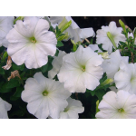 Seminte flori Petunia nana compacta alb Horti Tops 0.1 GR