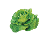 Seminte salata Justine 10 GR