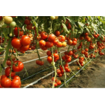 Seminte tomate Abellus F1 100 sem