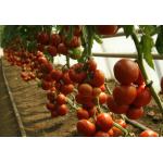 Seminte tomate Attiya F1 100 sem