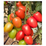 Seminte tomate Policarpo F1 500 sem